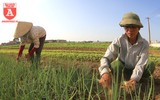 Có một nguồn cung rau an toàn dồi dào cho nội thành Hà Nội